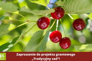 zaproszenie-do-projektu-grantowego-tradycyjny-sad-1